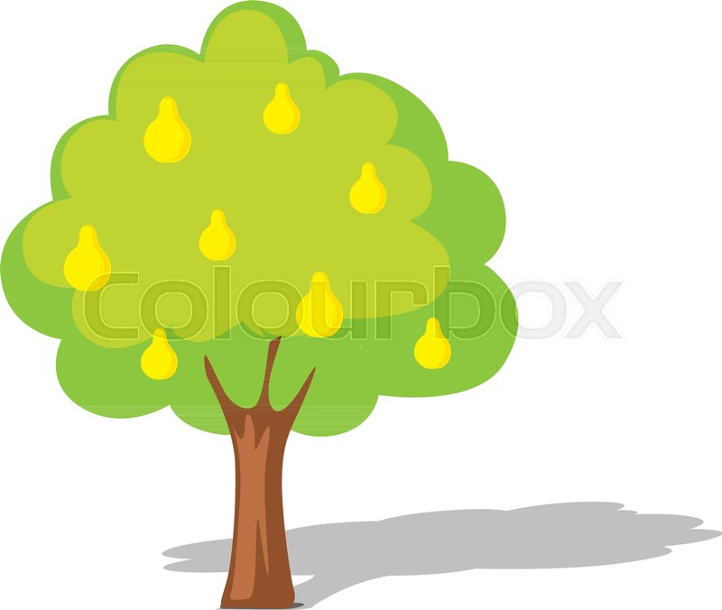 800x676 Pear Tree Isolated On White