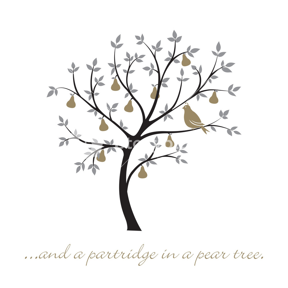 And A Partridge In A Pear Tree Christmas Card In Vector Format 1000x1000 And A Partridge In A Pear Tree Christmas Card In Vector Format