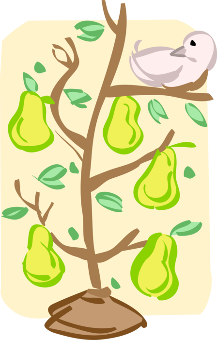 448x700 Hd Vector Illustration Of Partridge In Pear Tree At Christmas
