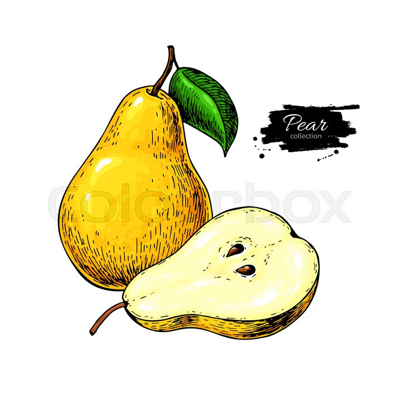 800x800 Pear Vector Drawing Isolated Hand Stock Vector Colourbox
