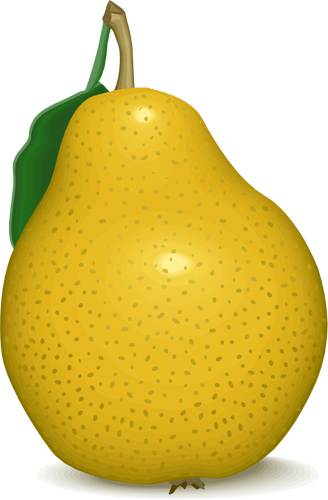 328x500 Yellow Pear Vector Image