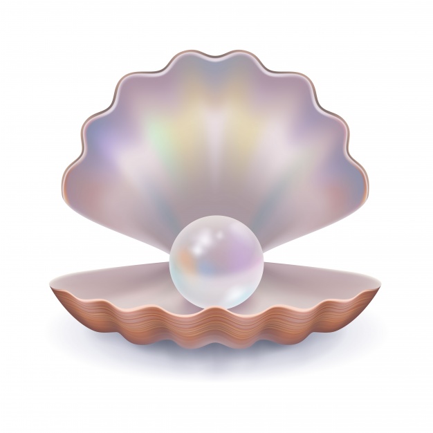 626x626 Seashell With A Pearl Vector Free Download