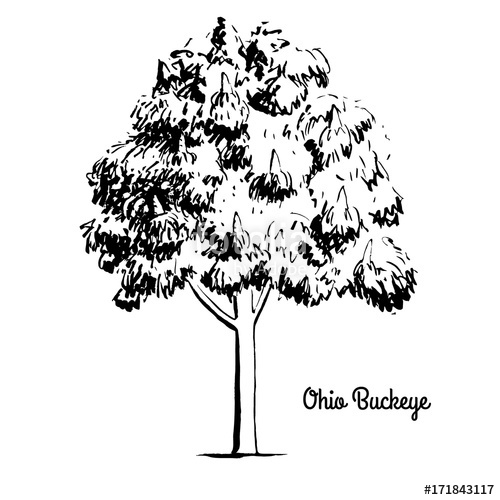 500x500 Vector Sketch Illustration Of Ohio Or Fetid Buckeye Black