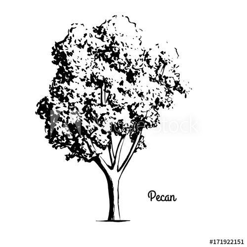 500x500 Vector Sketch Illustration Of Pecan Tree Black Silhouette