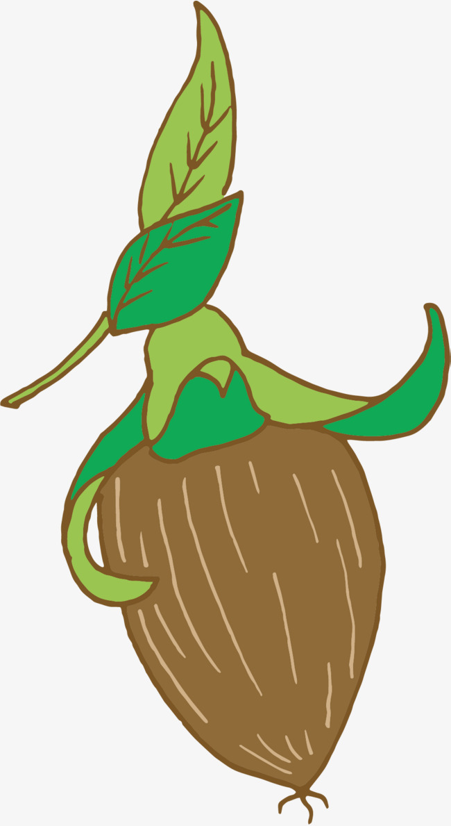 650x1189 Dark Green Double Root Fruit, Bi Root Hand Painted, Nut, Pecan Png