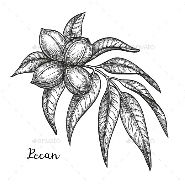 590x588 Ink Sketch Of Pecan Vector Illustration Food Vectors Draw