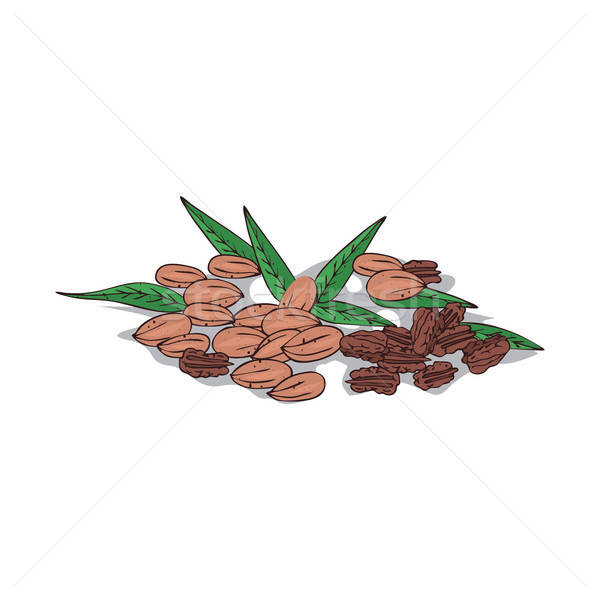 600x600 Isolated Clipart Pecan Vector Illustration Alexanderandariadna