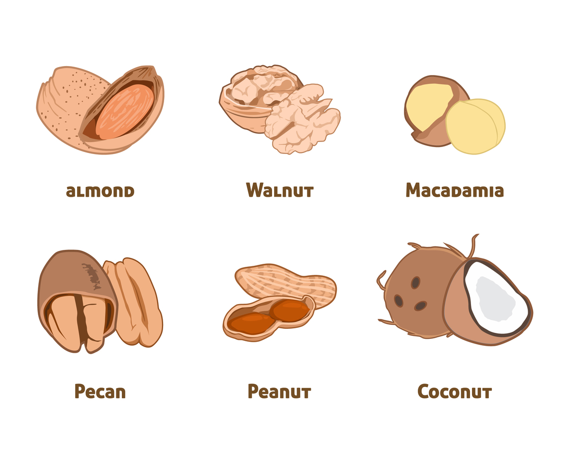 1136x936 Nuts Illustration Vector Vector Art Graphics