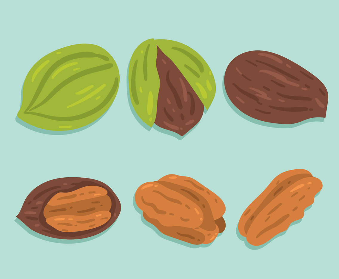 Pecan Vector At Collection Of Pecan Vector Free For Personal Use 1038