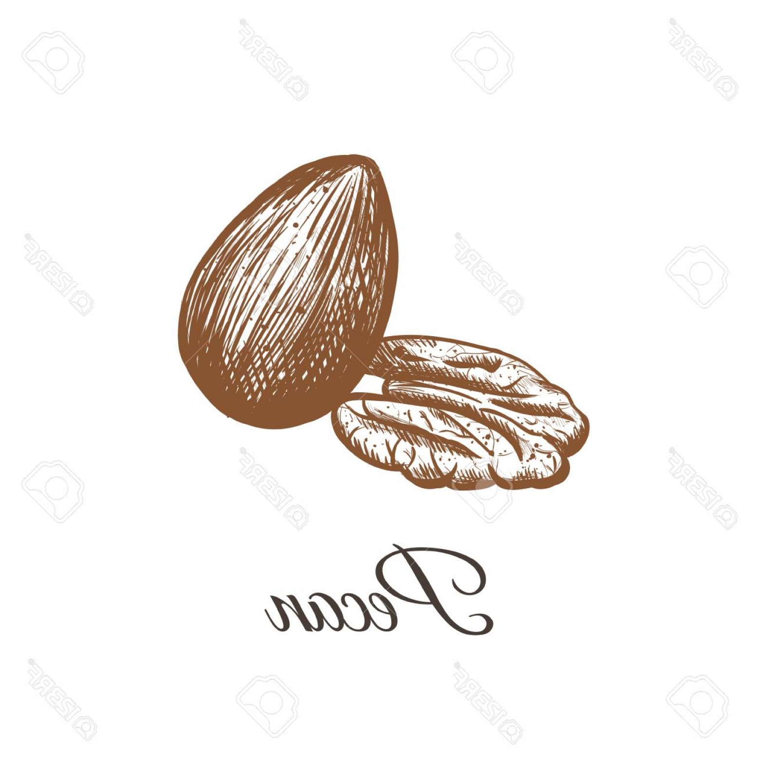 1560x1560 Pecan Tree Vector Geekchicpro
