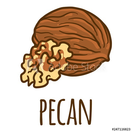 500x500 Pecan Icon Hand Drawn Illustration Of Pecan Vector Icon For Web