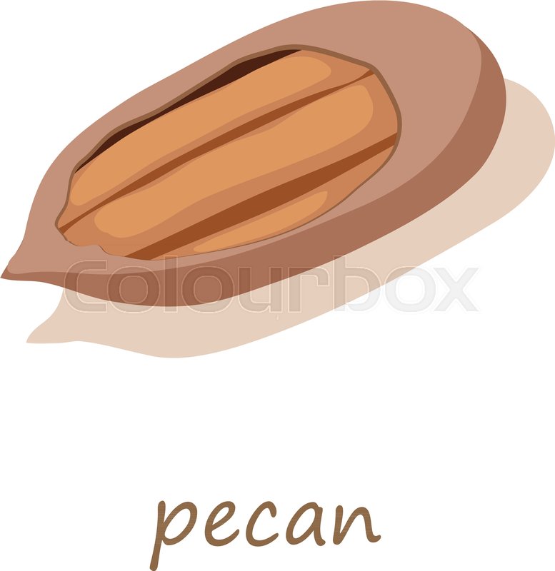 777x800 Pecan Icon Isometric Illustration Of Stock Vector Colourbox