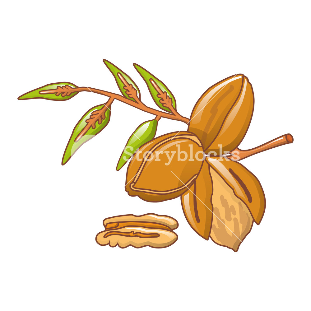 1000x1000 Pecan Leaves Icon Cartoon Of Pecan Leaves Vector Icon For Web
