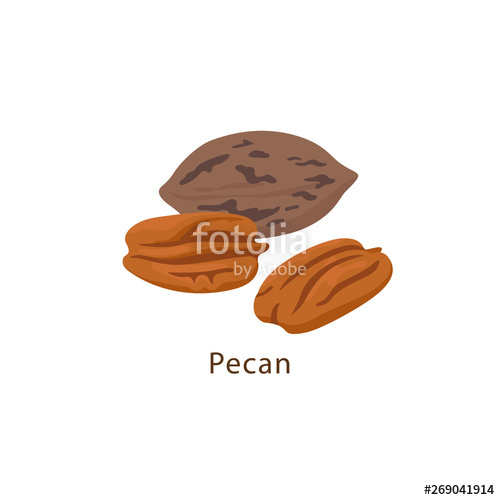 500x500 Pecan Nut Isolated On White Background Vector Illustration In Flat