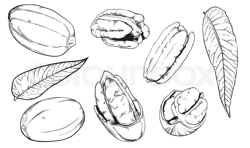 800x473 Pecan On White Background Pecan Stock Vector Colourbox