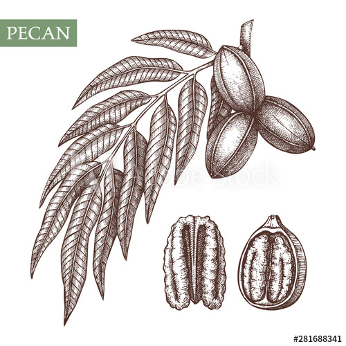 500x500 Pecan Vector Illustrations Hand Drawn Food Drawing Nut Trees