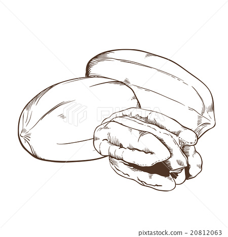 450x468 Pecan Vector Isolated On White Background