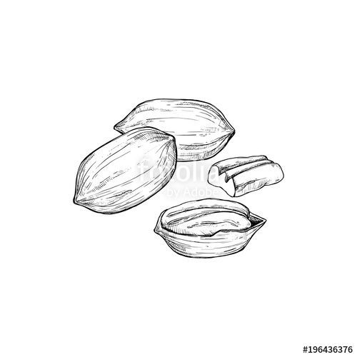 500x500 Pecan Vector Isolated On White Background Engraved Vector