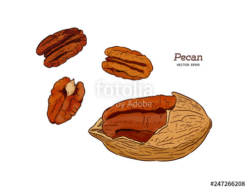 500x380 Pecans, Hand Draw Sketch Vector Stock Image And Royalty Free