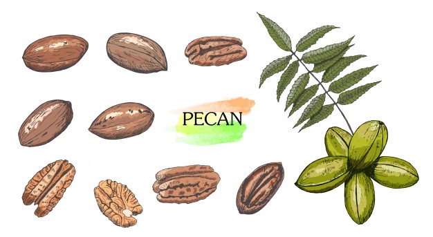 626x343 Pecans Vectors, Photos And Free Download