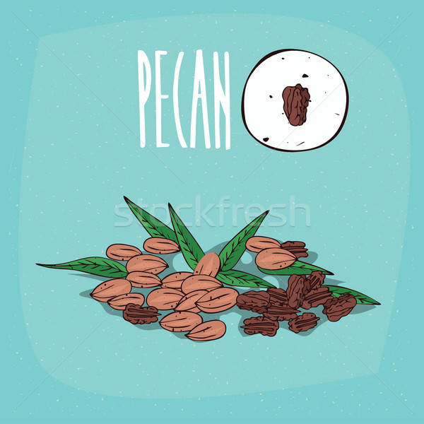 600x600 Set Of Isolated Plant Pecan Nuts Herb Vector Illustration