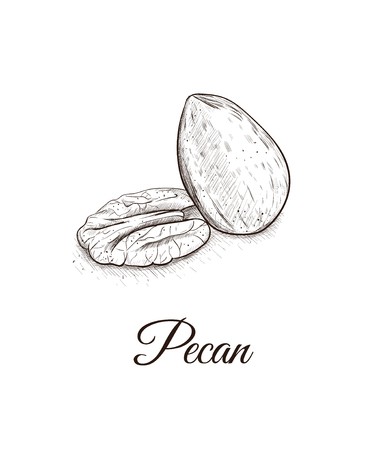 367x450 Pecan Sketch Hand Drawing Nut Pecan Vector Illustration Royalty