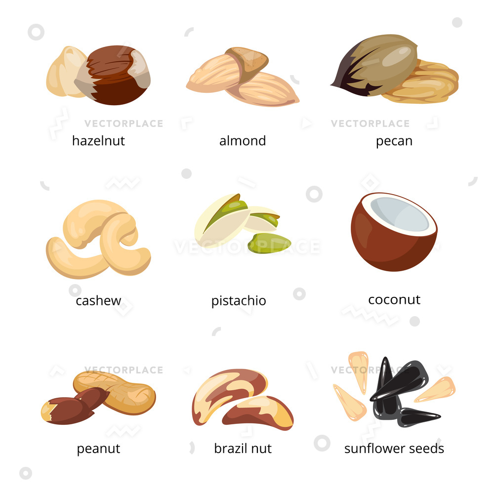 1000x1000 Cartoon Nuts Set Walnut Pecan Vegetarian Vector Illustration