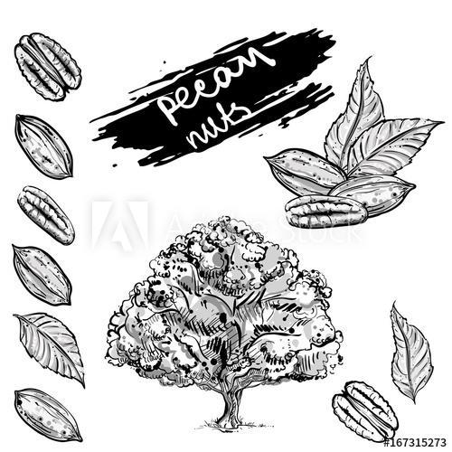 500x500 Hand Drawn Gray Scale Vector Illustration Set Of Pecan Nuts, Leaf