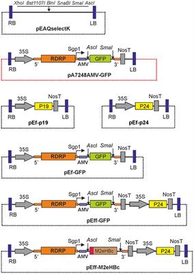 284x400 Frontiers Efficient Transient Expression Of Recombinant Proteins