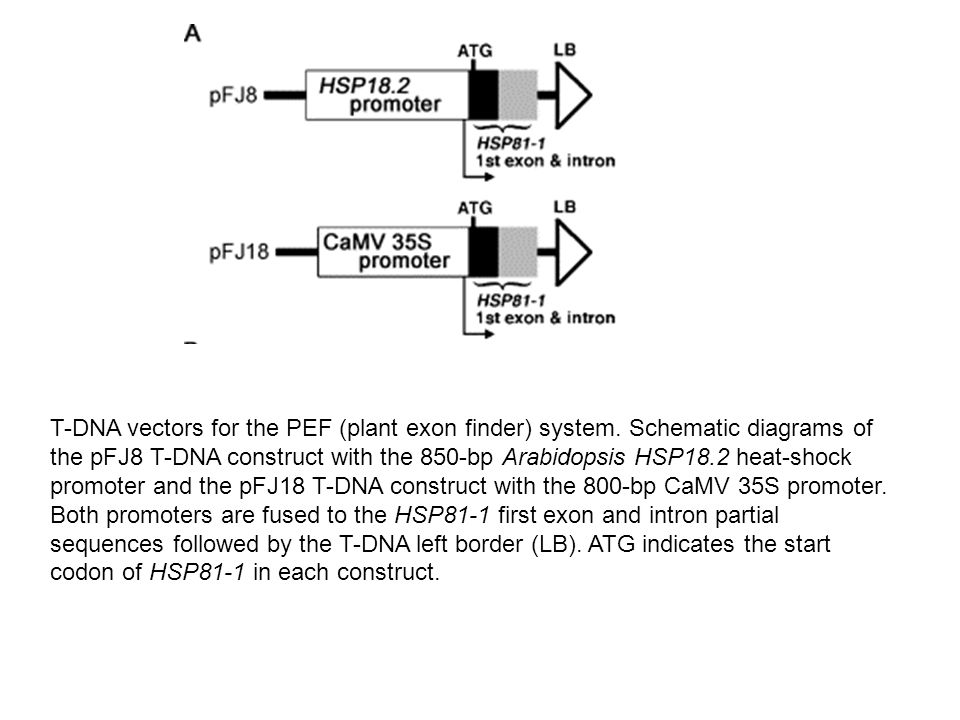 960x720 Gabi Kat System Plasmid Map Of Used For Tagging Map
