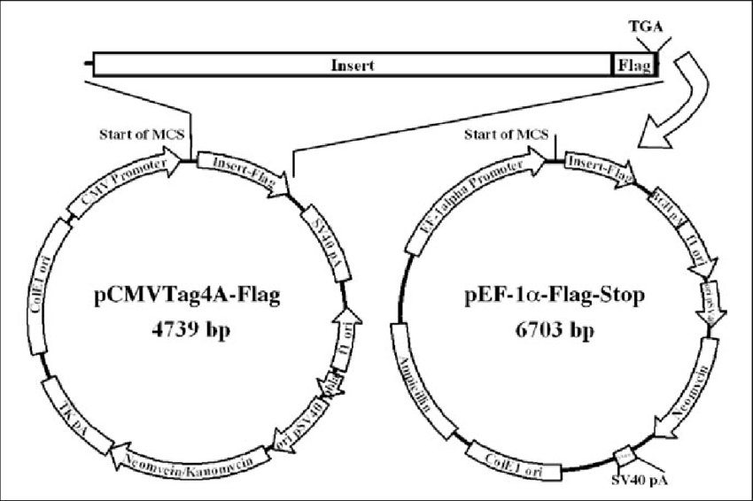 850x566 Illustration Of The Mammalian Expression Vector Constructs Used
