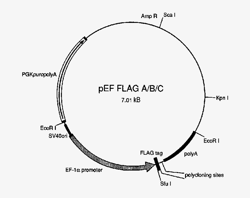 Pef Flagpgkpuro Expression Vectors 820x649 Pef Flagpgkpuro Expression Vectors
