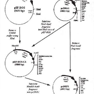 320x320 Schematic Of The Construction Of Vectors Pef Bos Cs