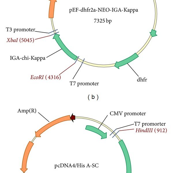 600x600 Schematic Of The Expression Vectors Pef Neo Iga Chi H