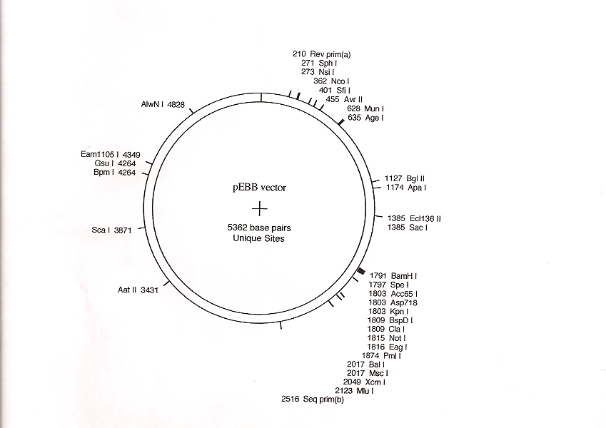 849x600 Addgene Pebb Modified
