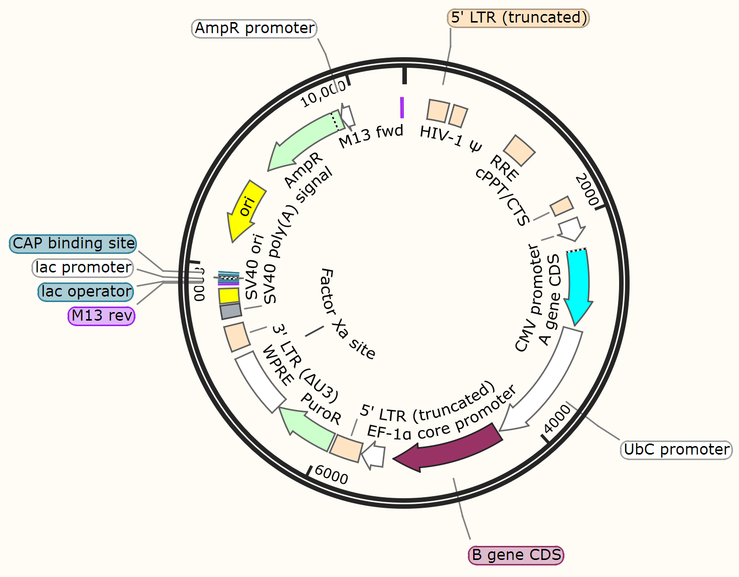 1473x1150 Will This Lentiviral Expression Vector Work Well