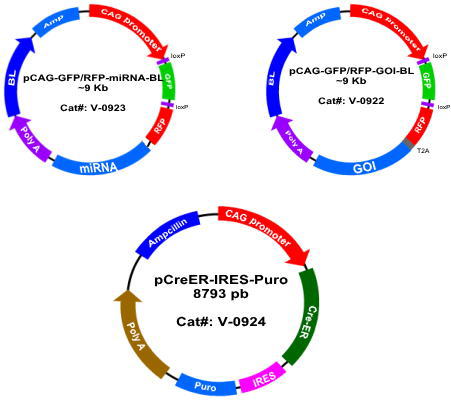 451x400 Inducible Mirna, Inducible Mirna Vector, Mirna