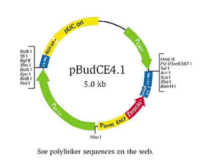 650x528 Mammalian Expression Vector
