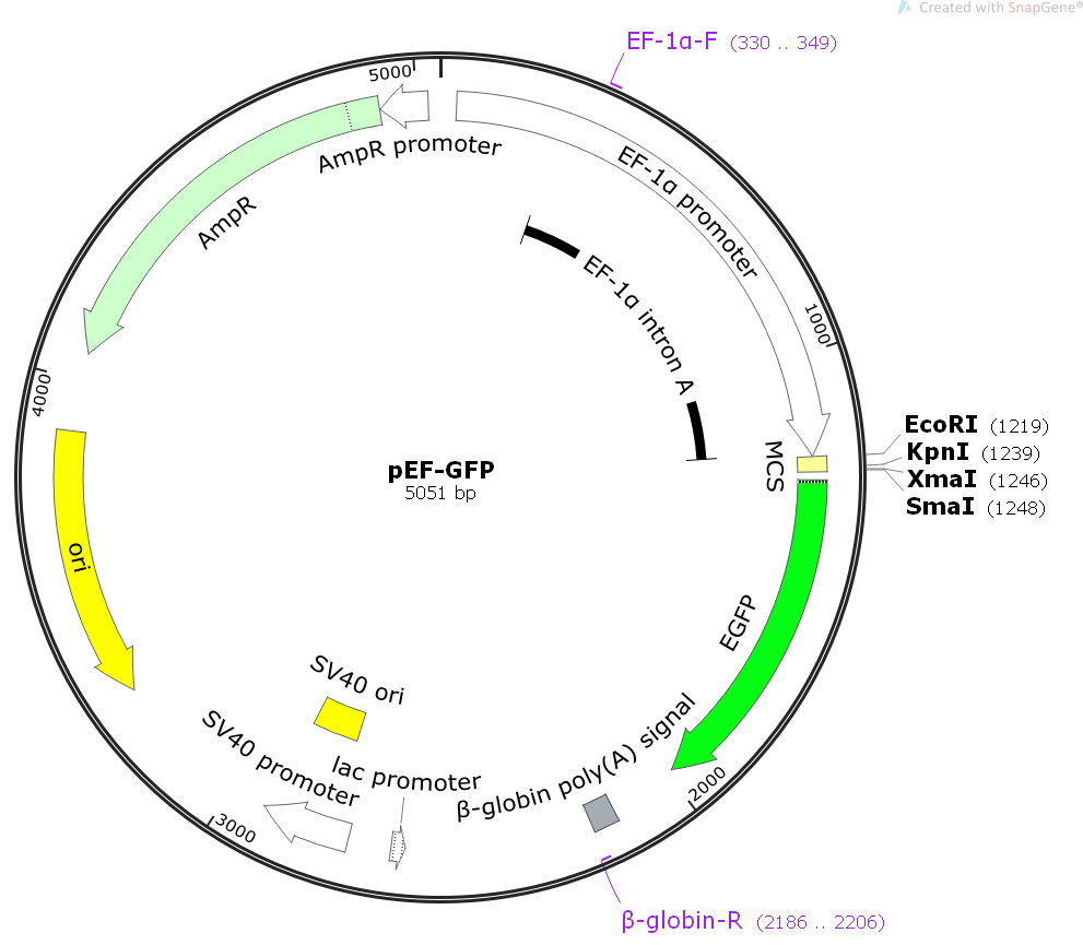 991x865 Pef Gfp Plasmid Pef Gfp,plasmid Pef Gfp,pef Gfp Vector