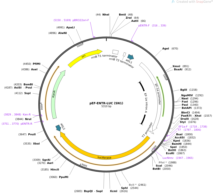 878x796 Addgene Pef Entr Luc