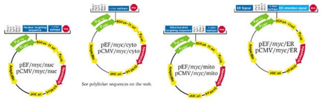 650x206 Pshooter Mammalian Expression Vector
