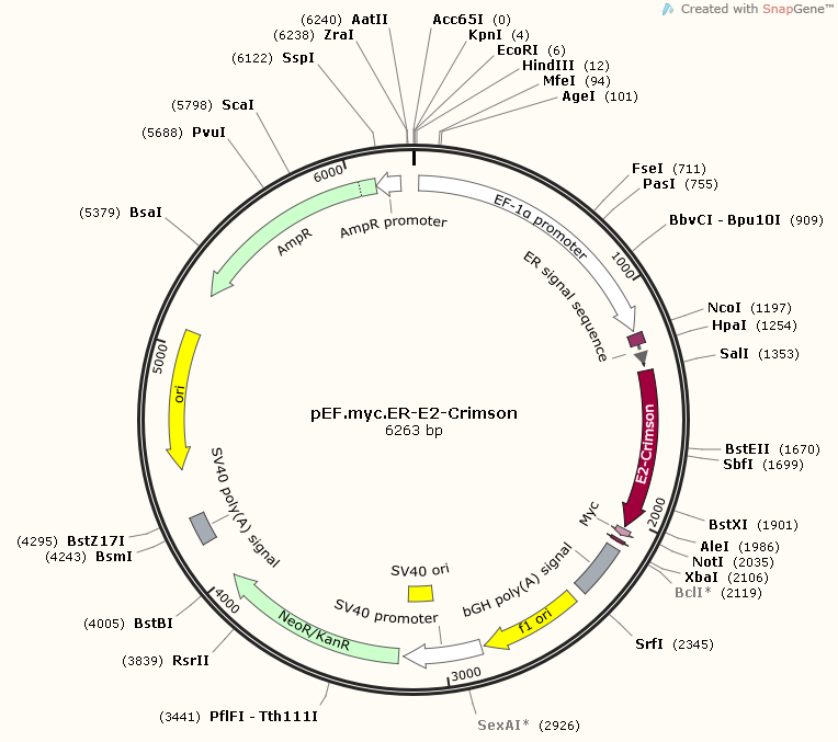 764x677 Addgene Pef Myc Er Crimson