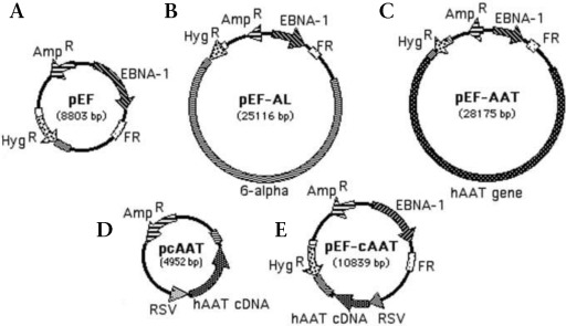 512x295 Virushuman Vector Provides High Level, Long Term
