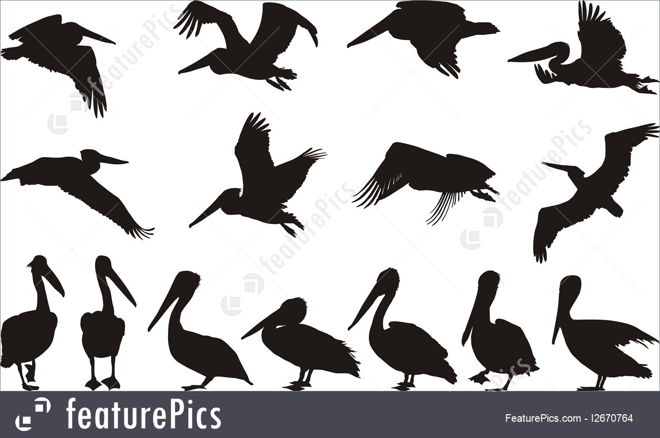 Pelican Silhouettes 1300x864 Pelican Silhouettes
