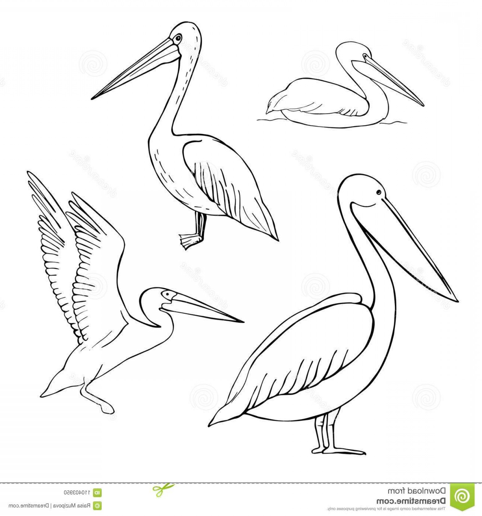 Pelican Vector Wings Createmepink 1560x1668 Pelican Vector Wings Createmepink