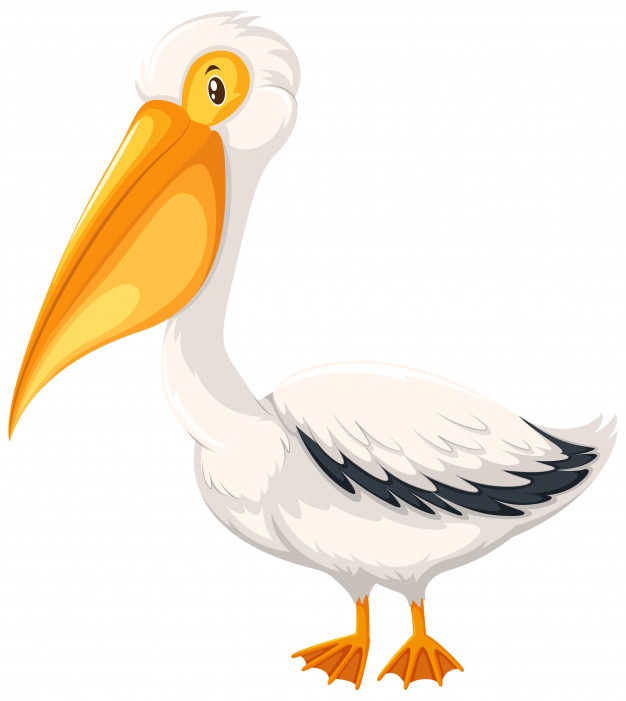 Pelican Vectors, Photos And Free Download 626x701 Pelican Vectors, Photos And Free Download