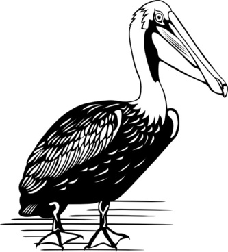 Pelican Vector Free Free Vector Download 333x368 Pelican Vector Free Free Vector Download