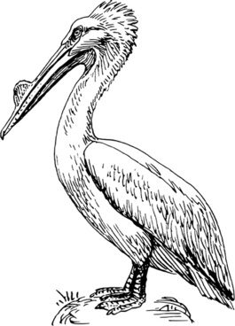 Vector Pelican For Free Download 265x368 Vector Pelican For Free Download