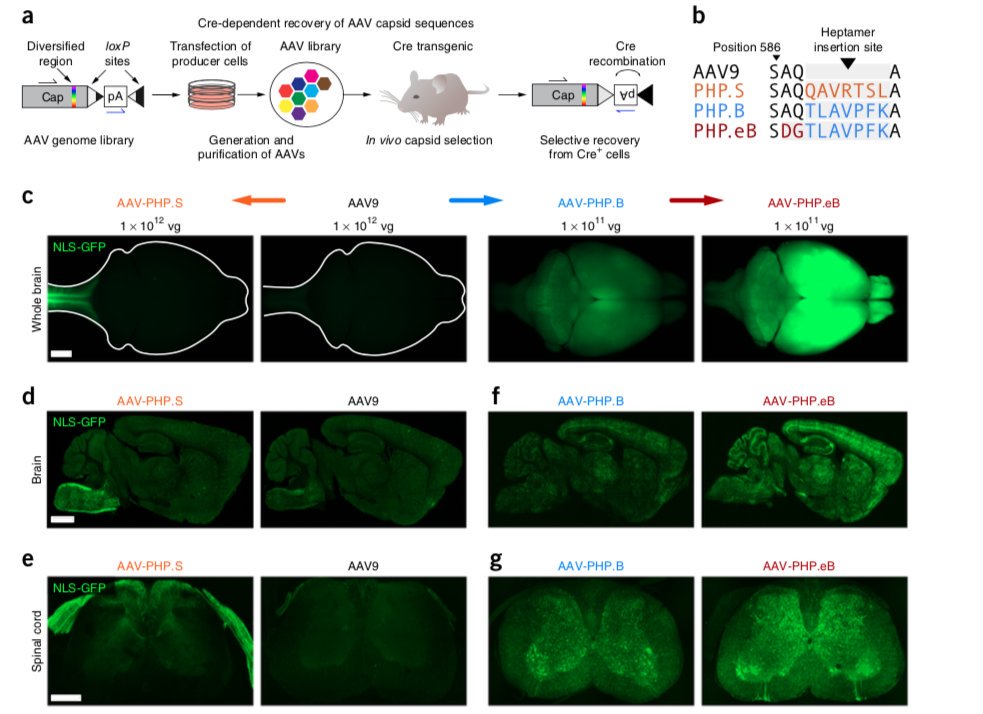 983x714 Addgene On Twitter New