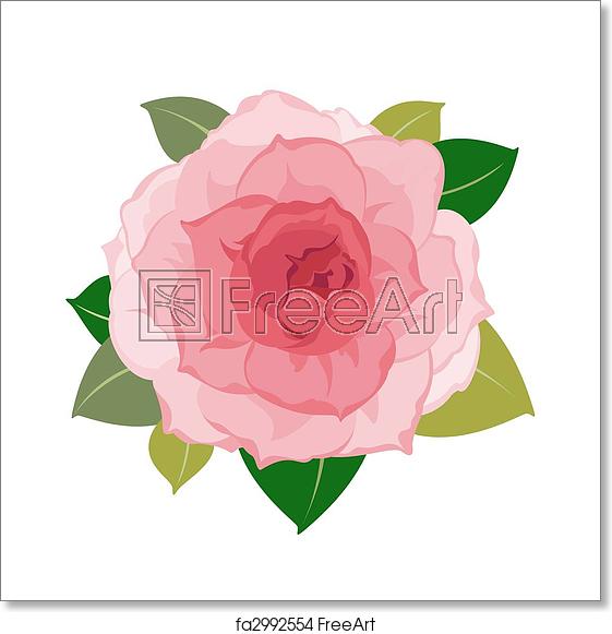 561x581 Free Art Print Of Vector Peony Flower Closeup Vector Detailed